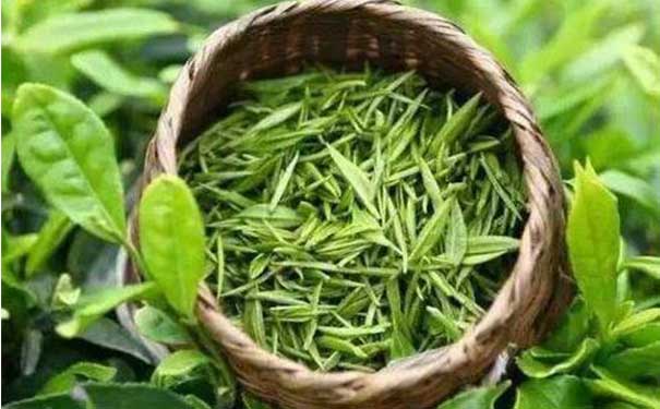 绿茶叶加工 红茶和绿茶的区别